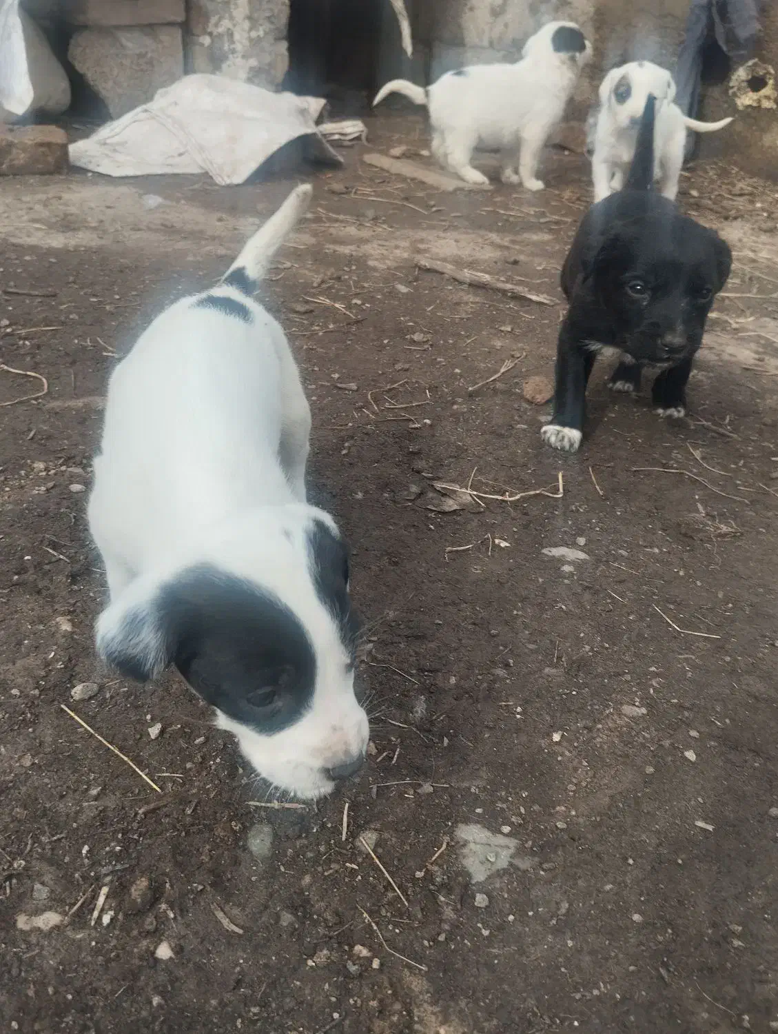 توله سگ|سگ|سنگدوین, |دیوار