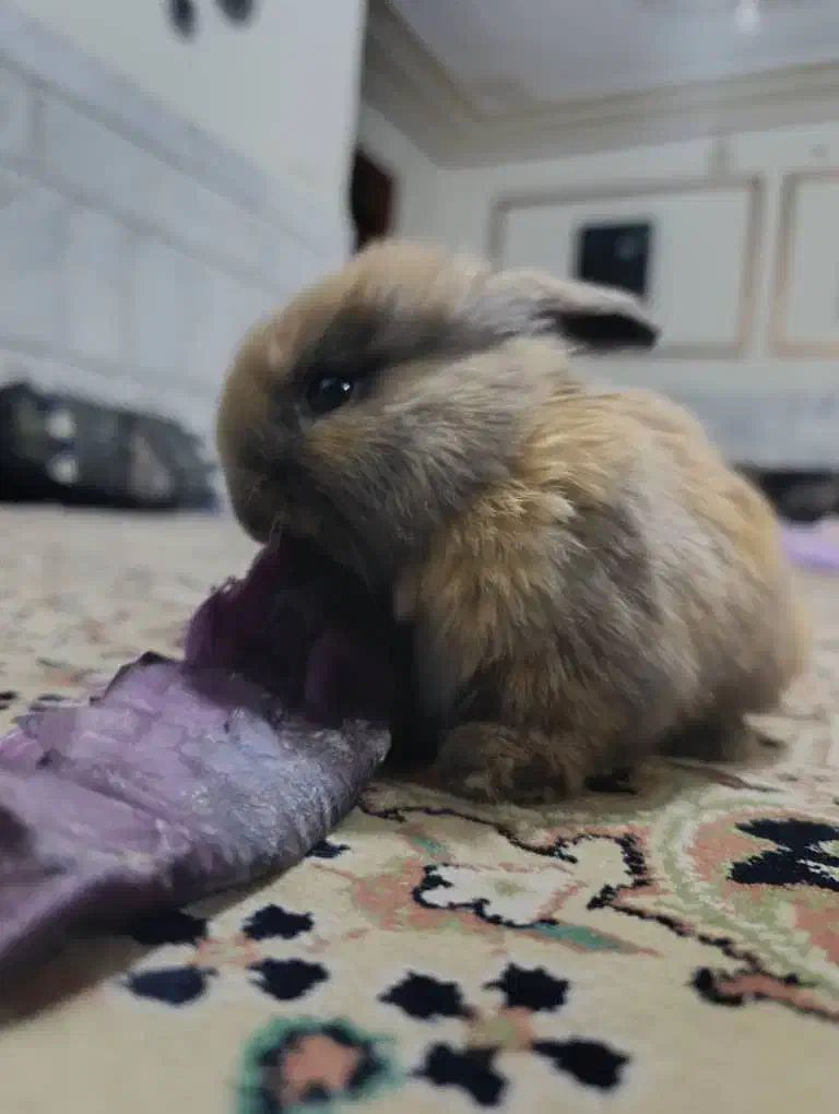 خرگوش پشمالو|موش و خرگوش|زاهدان, |دیوار