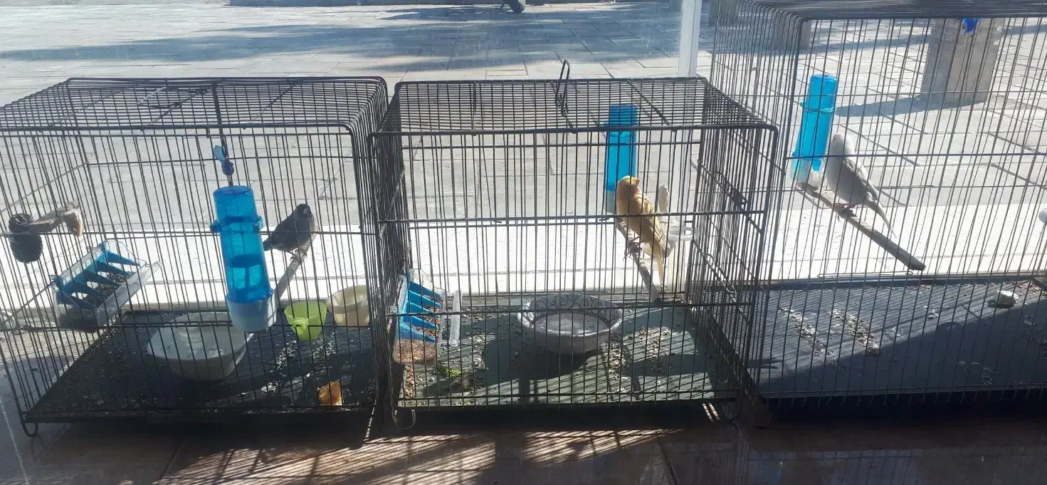 سهره قناری|پرنده|فشاپویه, |دیوار