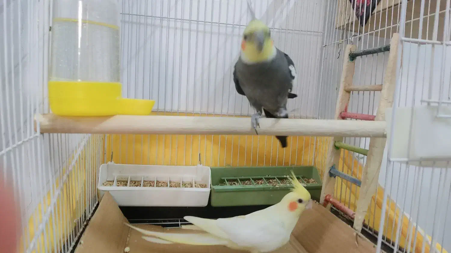 عروس هلندی یک جفت سالم و کشیده|پرنده|پاکدشت, پاکدشت (مامازند)|دیوار