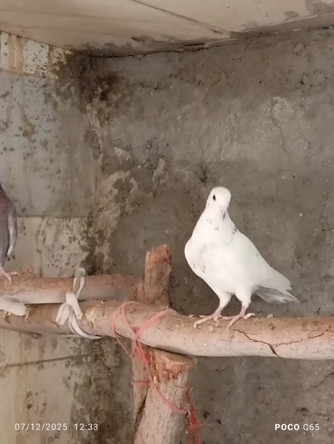 کفتر|پرنده|اردکان, |دیوار