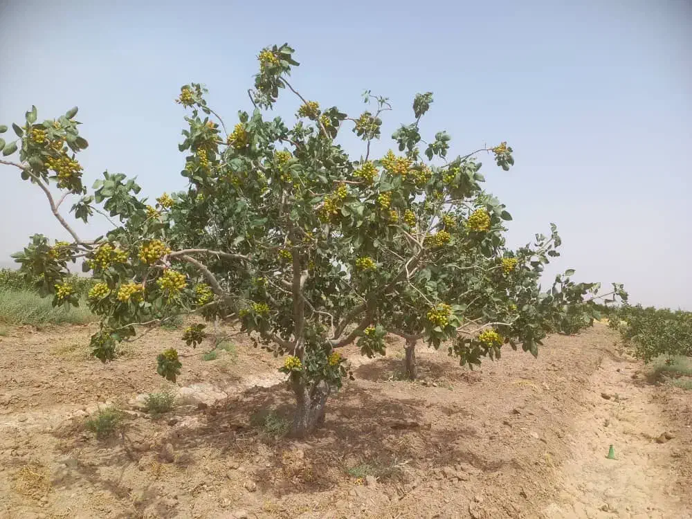 فروش باغ پسته در باغستان علیا|فروش زمین و ملک کلنگی|اسلامیه, |دیوار