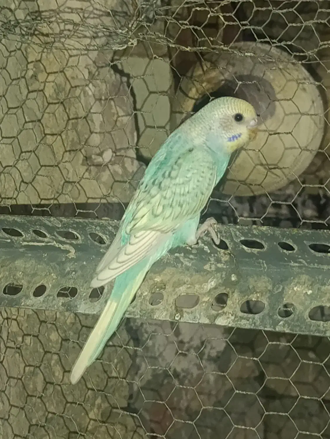 مرغ عشق بالغ|پرنده|ایرانشهر, |دیوار