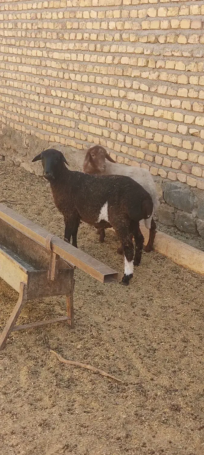 بره ماده بشرط آزمایش|حیوانات مزرعه|کوهسرخ, |دیوار