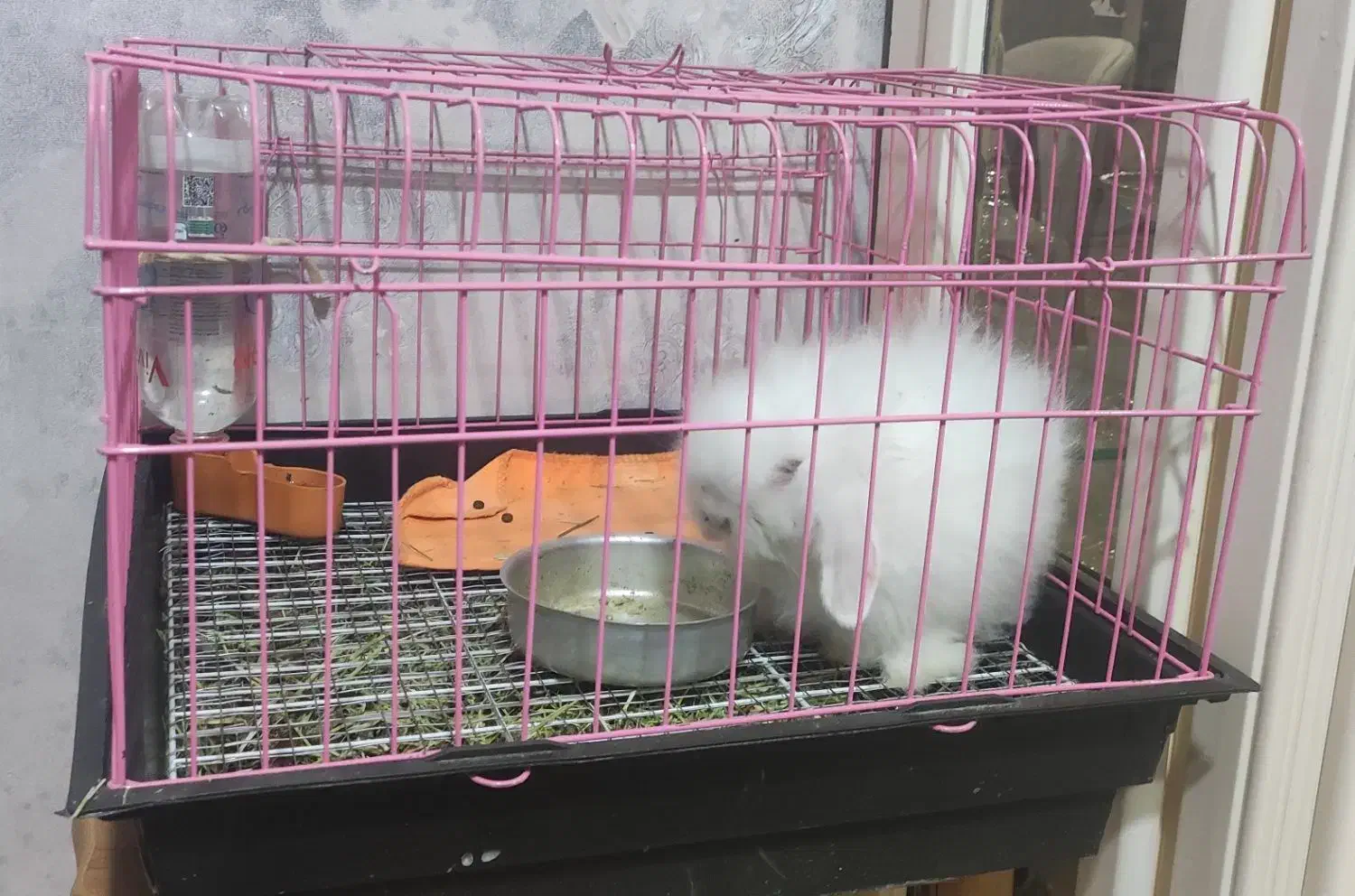 خرگوش لوپ اصیل اوکراینی|موش و خرگوش|بندرعباس, |دیوار