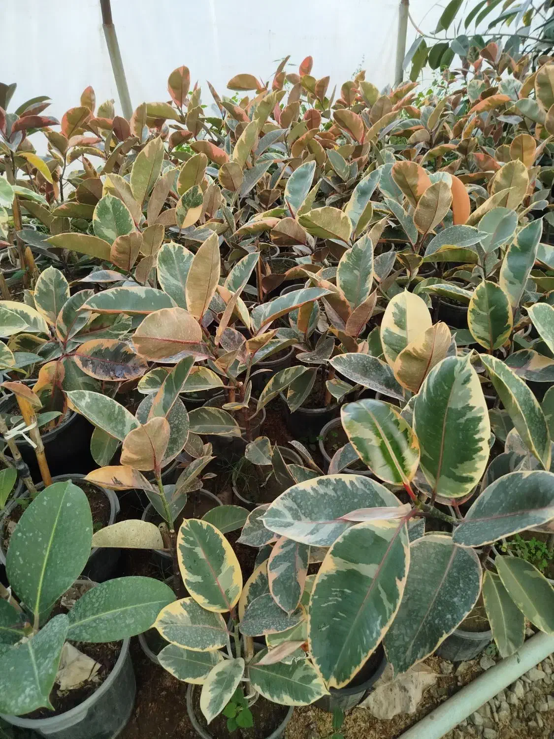 انواع گل آپارتمانی|گل و گیاه طبیعی|ارطه, |دیوار