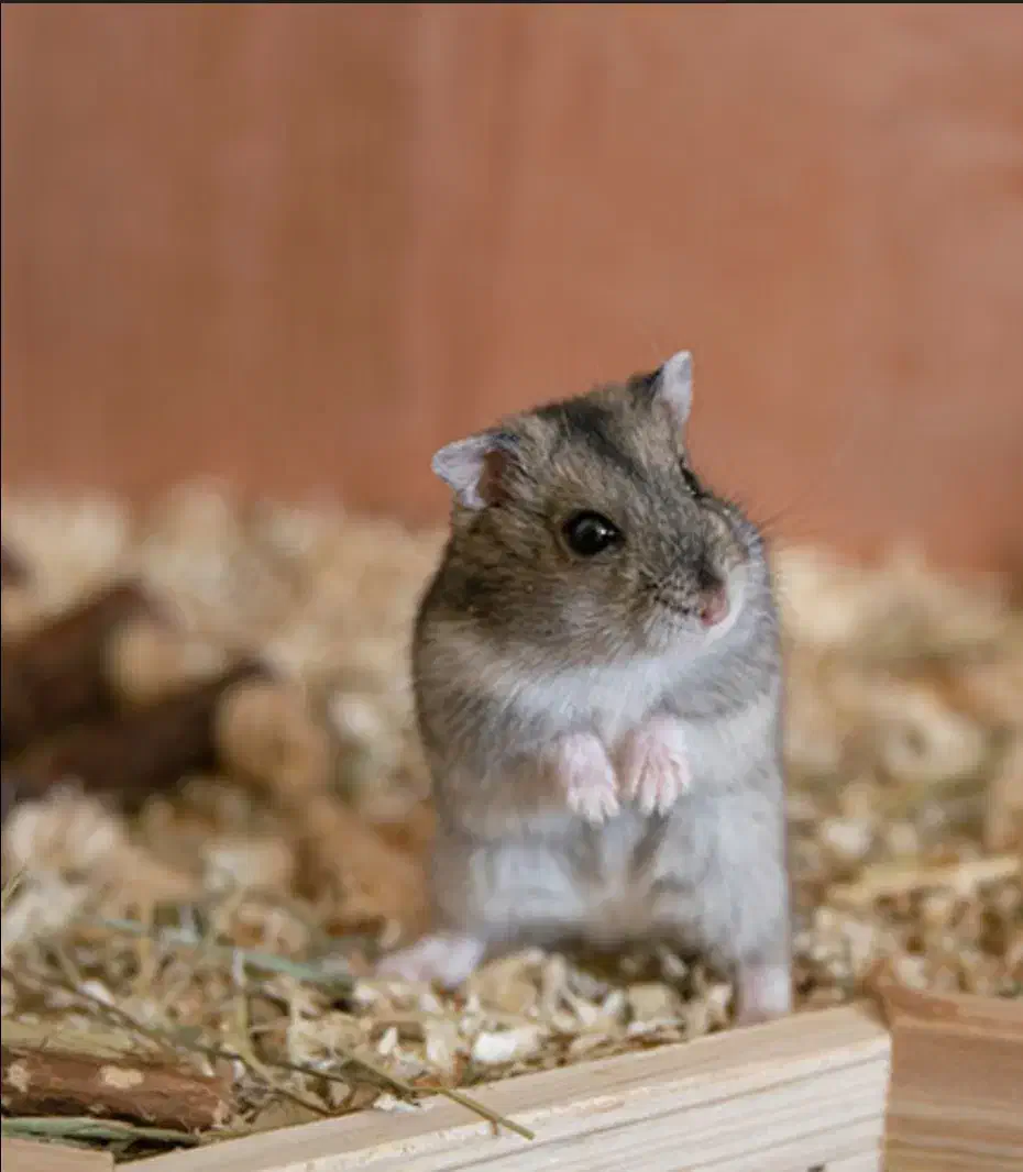 همستر|موش و خرگوش|قم, چهل اختران|دیوار