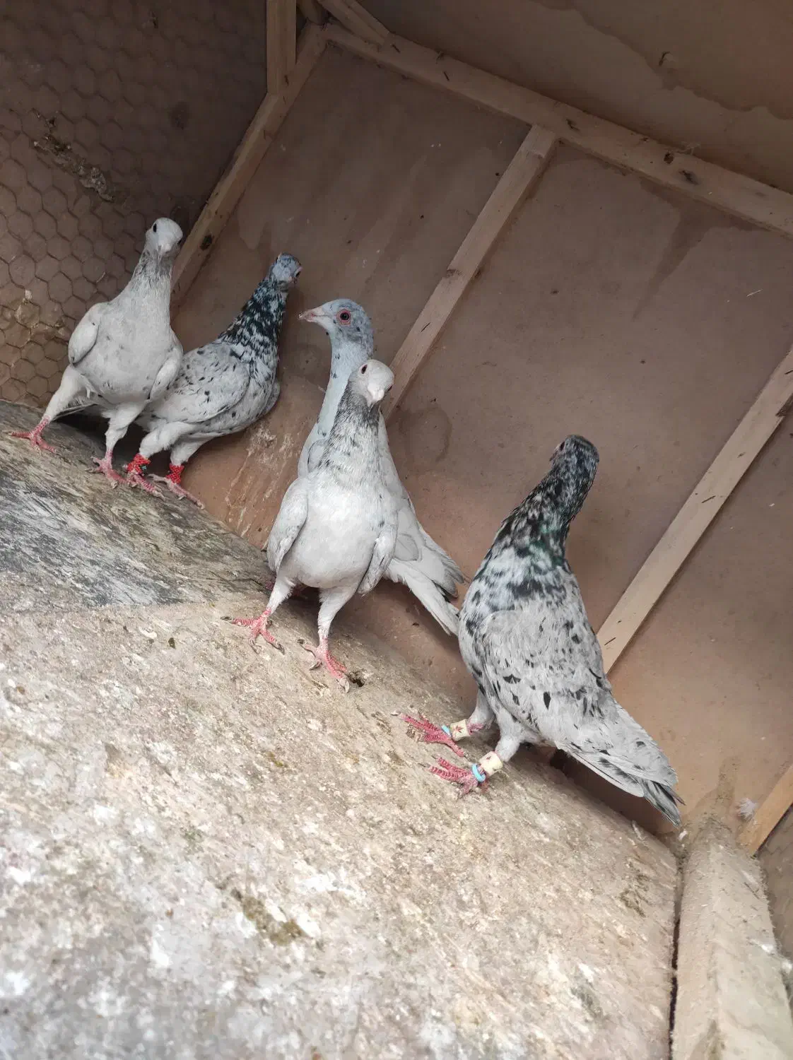 کبوتر طوقی و سار  موقعیت بجنورد|پرنده|بجنورد, |دیوار