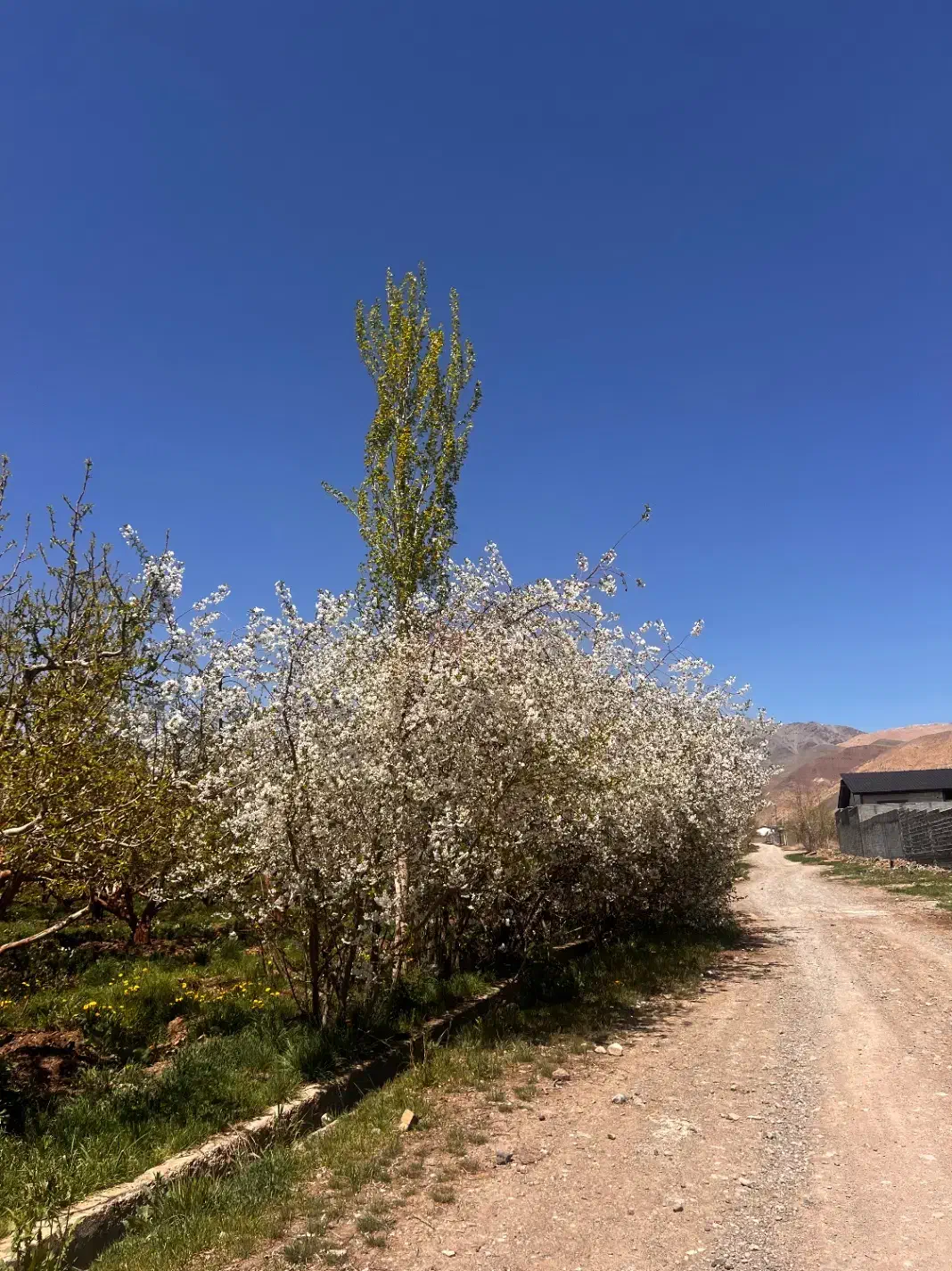 ۲۲۸متر زمین دیوارکشی سند شهرکی جابان دماوند.اقساطی|فروش زمین و ملک کلنگی|دماوند, دماوند|دیوار