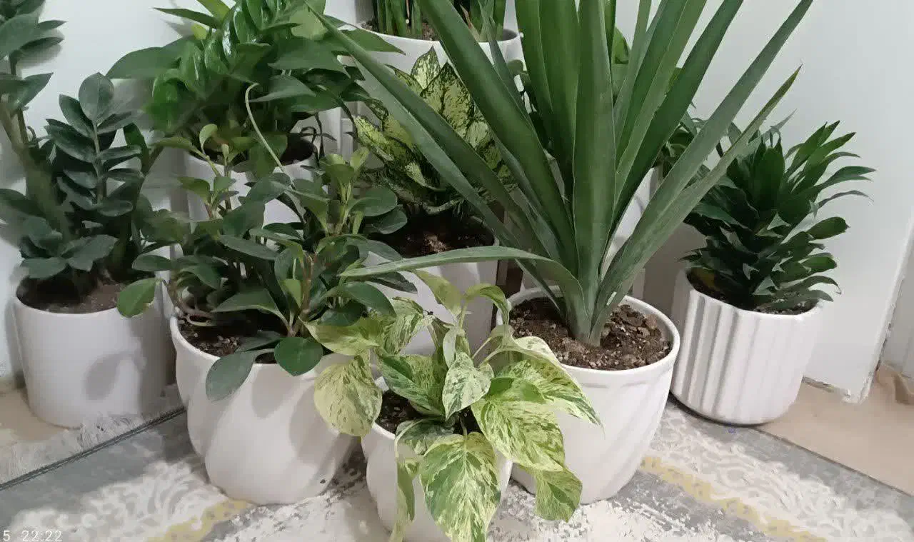 گلمون رسید|گل و گیاه طبیعی|بندر ماهشهر, |دیوار