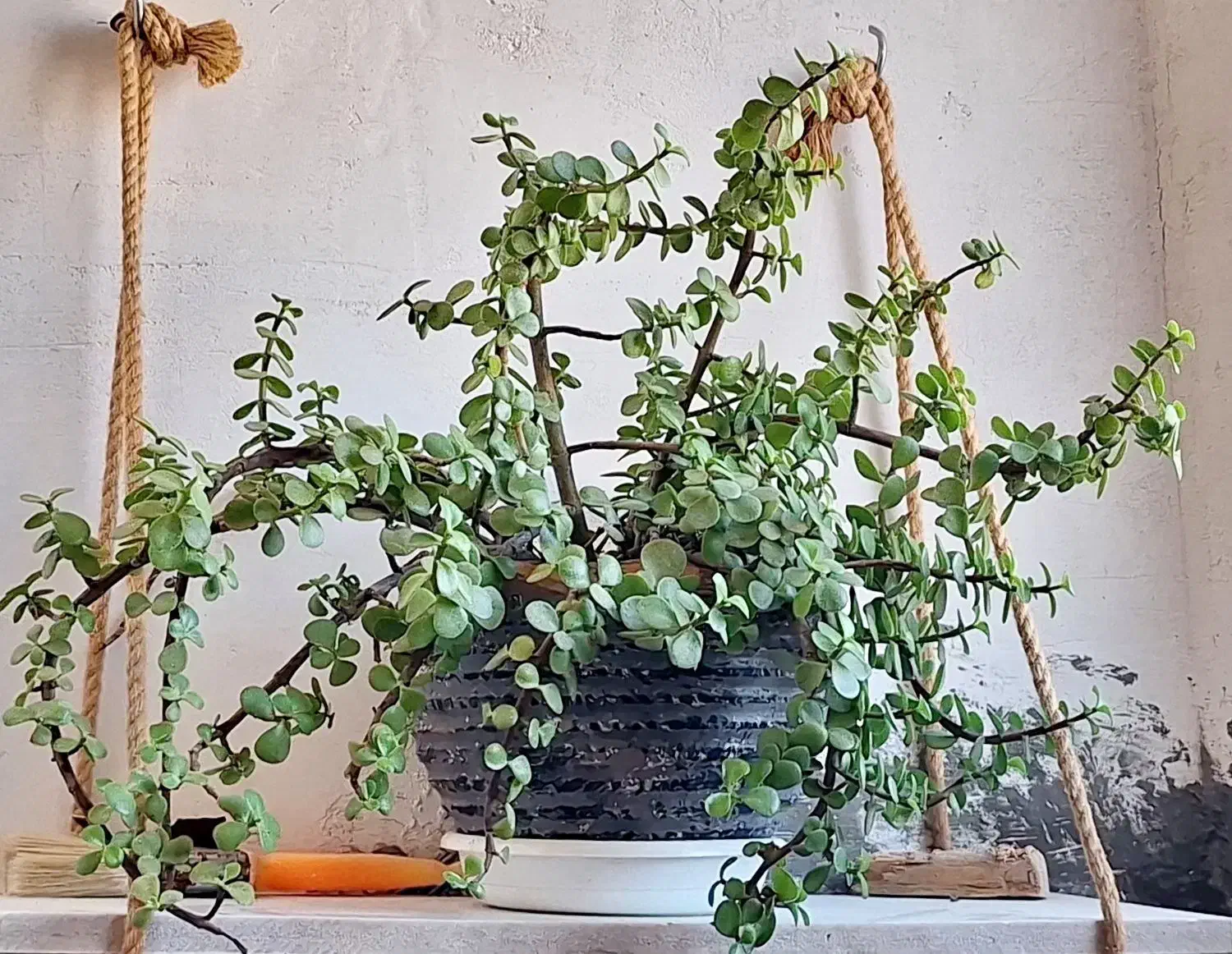 گل خرفه‌ای|گل و گیاه طبیعی|تربت جام, مطهری|دیوار