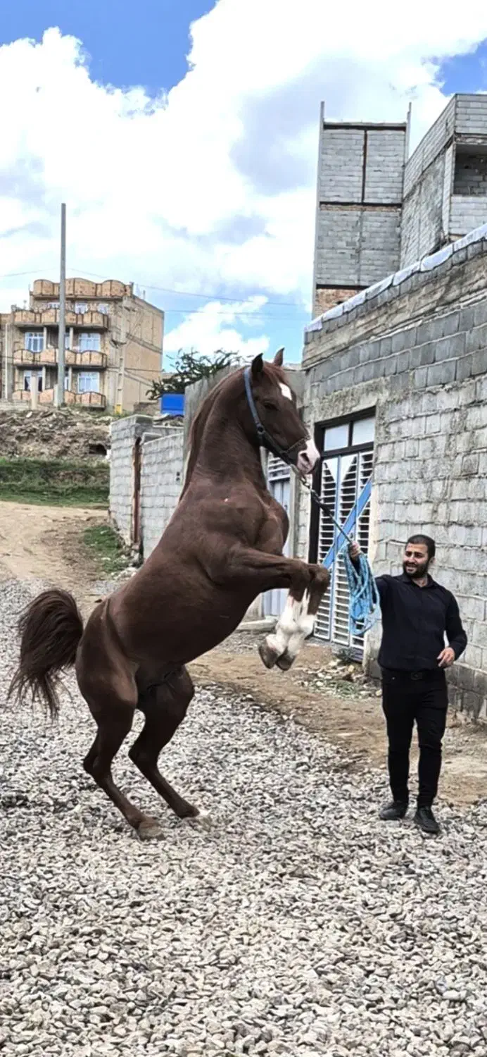 اسب دره شوری نوه شاهزاده سین|اسب و تجهیزات اسب‌سواری|اردبیل, |دیوار