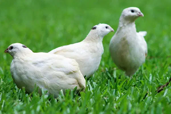 جوجه بلدرچین یک روزه به بالا|حیوانات مزرعه|کرمان, |دیوار