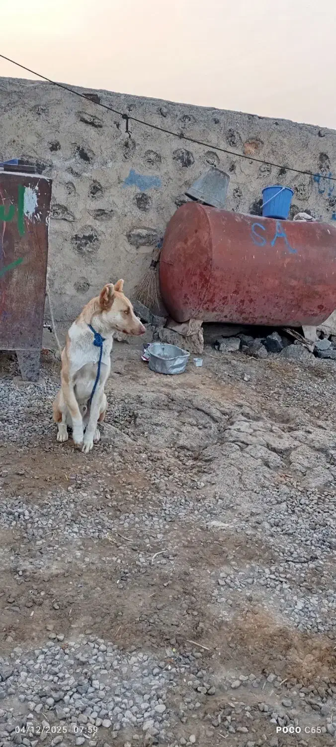 یه عدد سگ عادی|سگ|پلدشت, |دیوار
