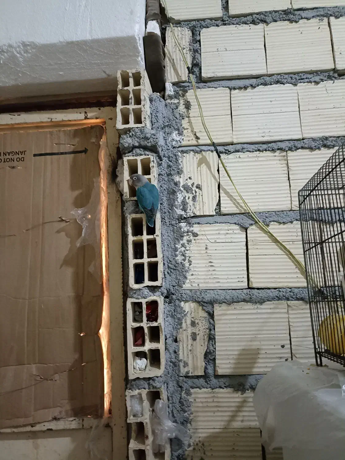 یک عدد کتوله نر زیبا با قفس 1300 تخفیف هم دار|پرنده|بندرعباس, |دیوار