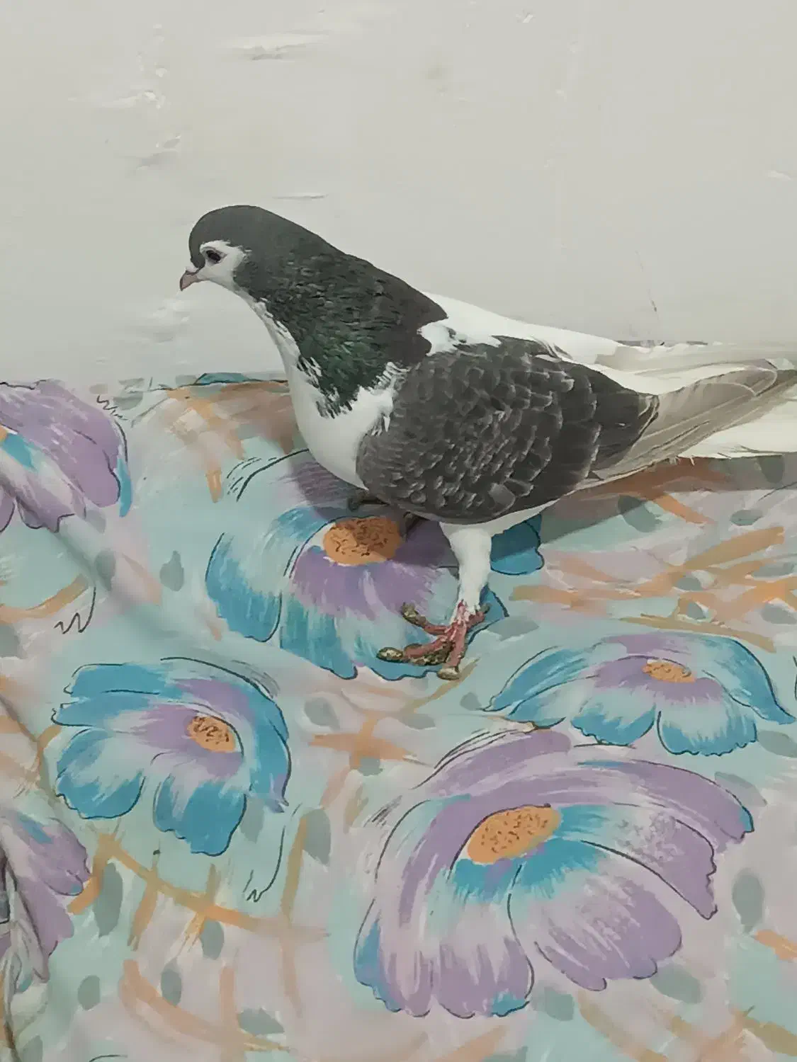 کبوتر چپ|پرنده|نیشابور, هفده شهریور|دیوار