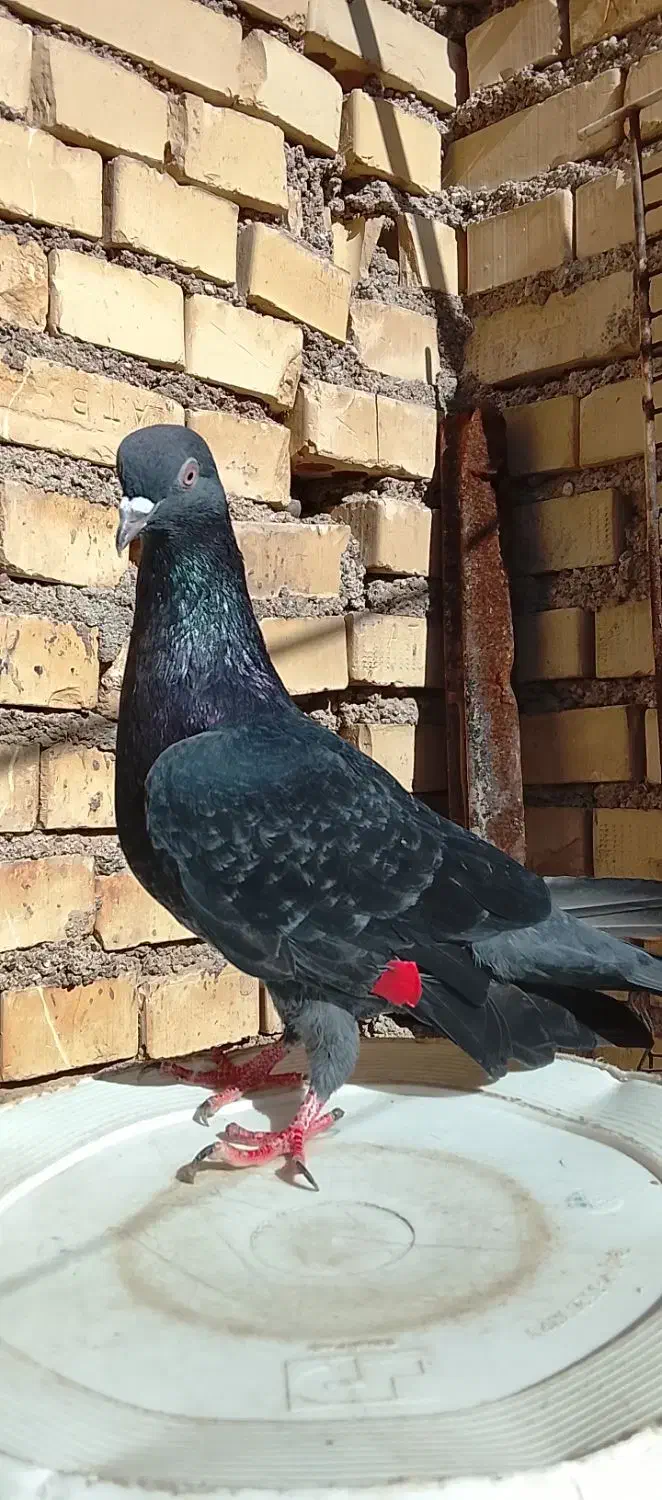 خرمشهر|پرنده|خرمشهر, |دیوار