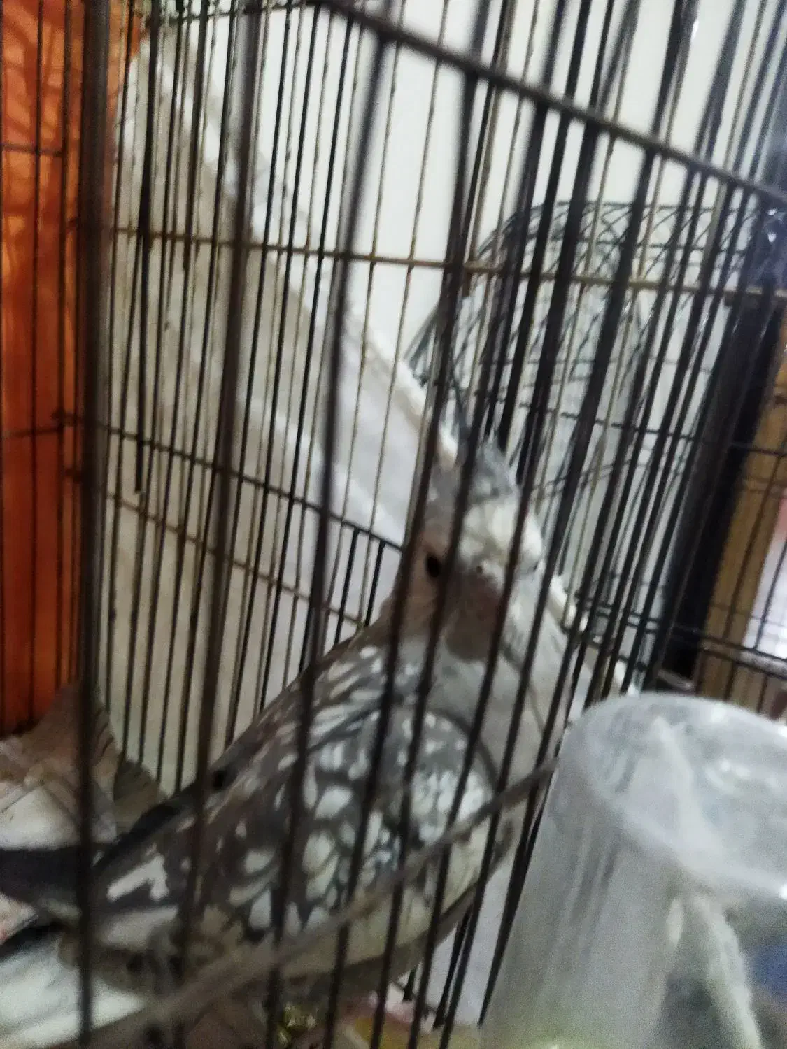 عروس هلندی لیتینو ازیبلا البینو|پرنده|مشهد, نوید|دیوار