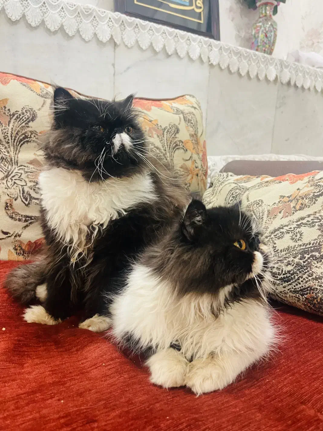 گربه پرشین|گربه|اردکان, |دیوار