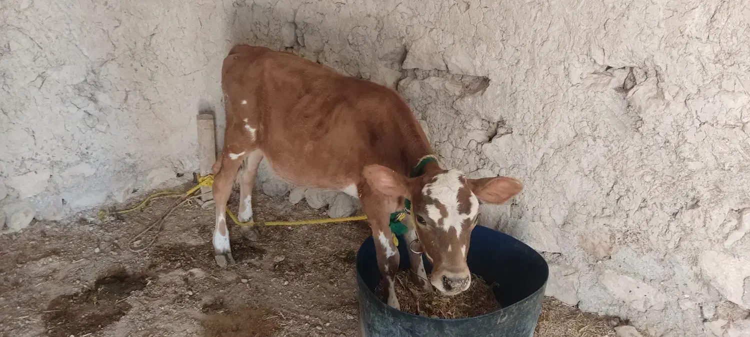 فروش گاو جرسی|حیوانات مزرعه|کوشکنار, |دیوار