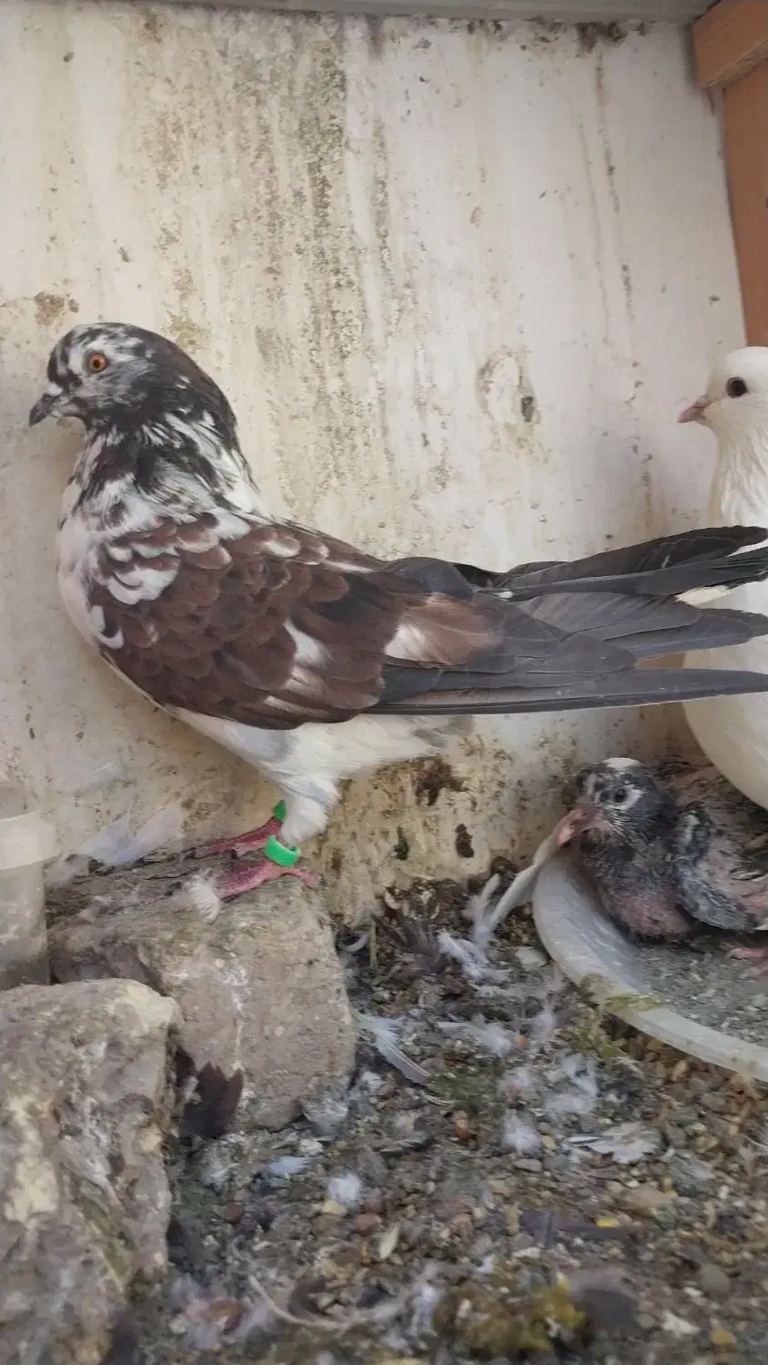 کبوتر|پرنده|اصفهان, بهرام‌آباد|دیوار