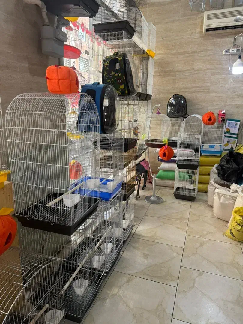 راهب عروس برزیلی کرینچیگ سخنگو رام دستی|پرنده|تهران, وحیدیه|دیوار