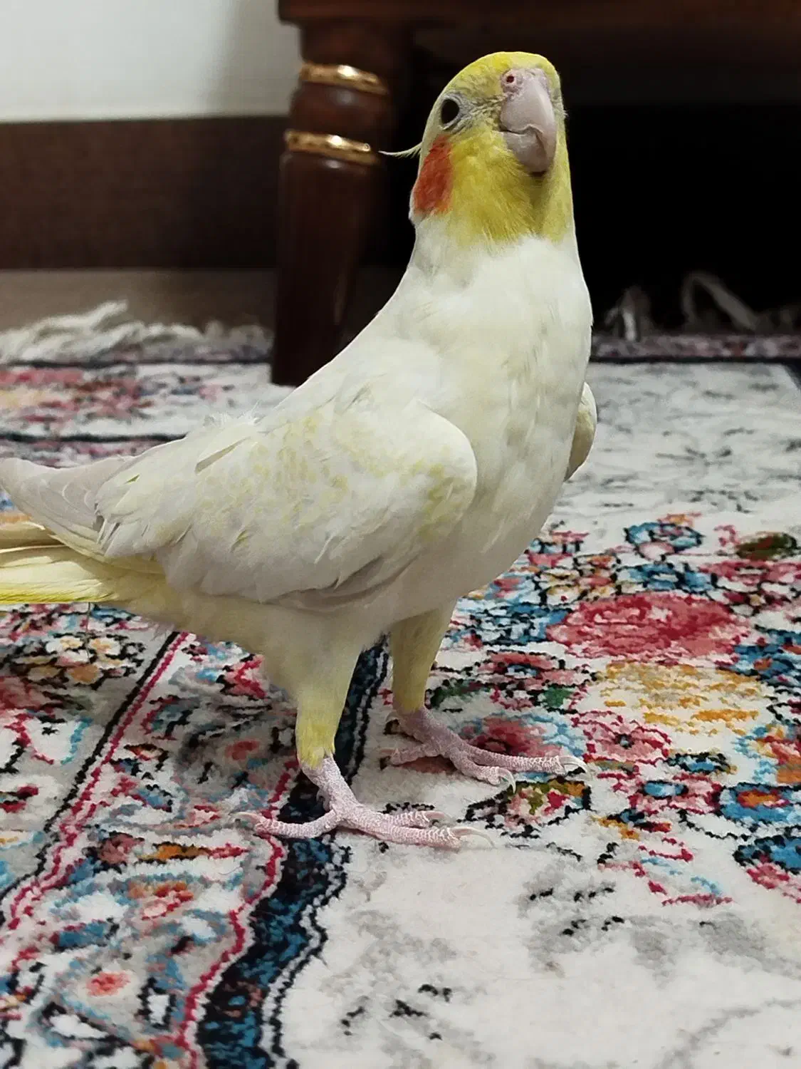 عروس هلندی|پرنده|گنبد کاووس, |دیوار