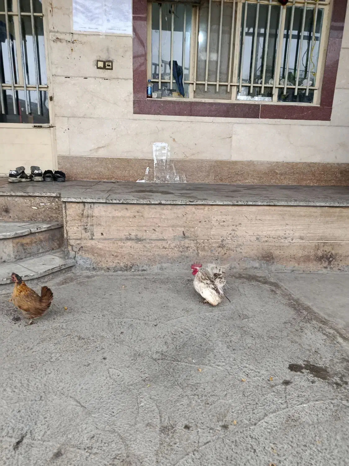 مرغ وخروس جاپنیز همراه  5 تا جوجه سر نشده|حیوانات مزرعه|ملایر, |دیوار