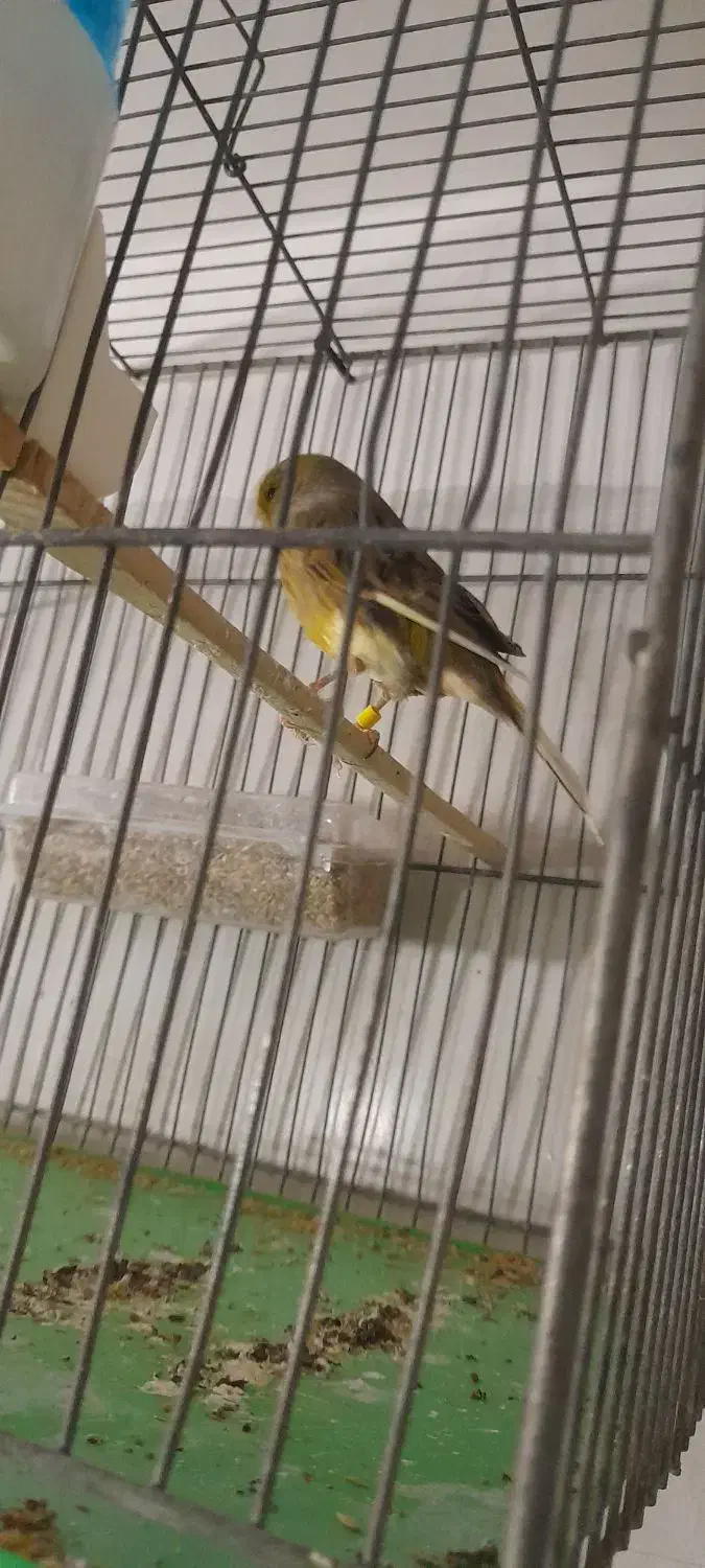 قناری نر|پرنده|رباط‌کریم, نصیرشهر|دیوار