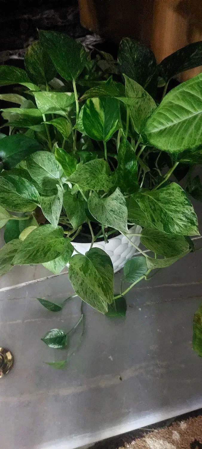 گلدون|گل و گیاه طبیعی|کرمانشاه, |دیوار