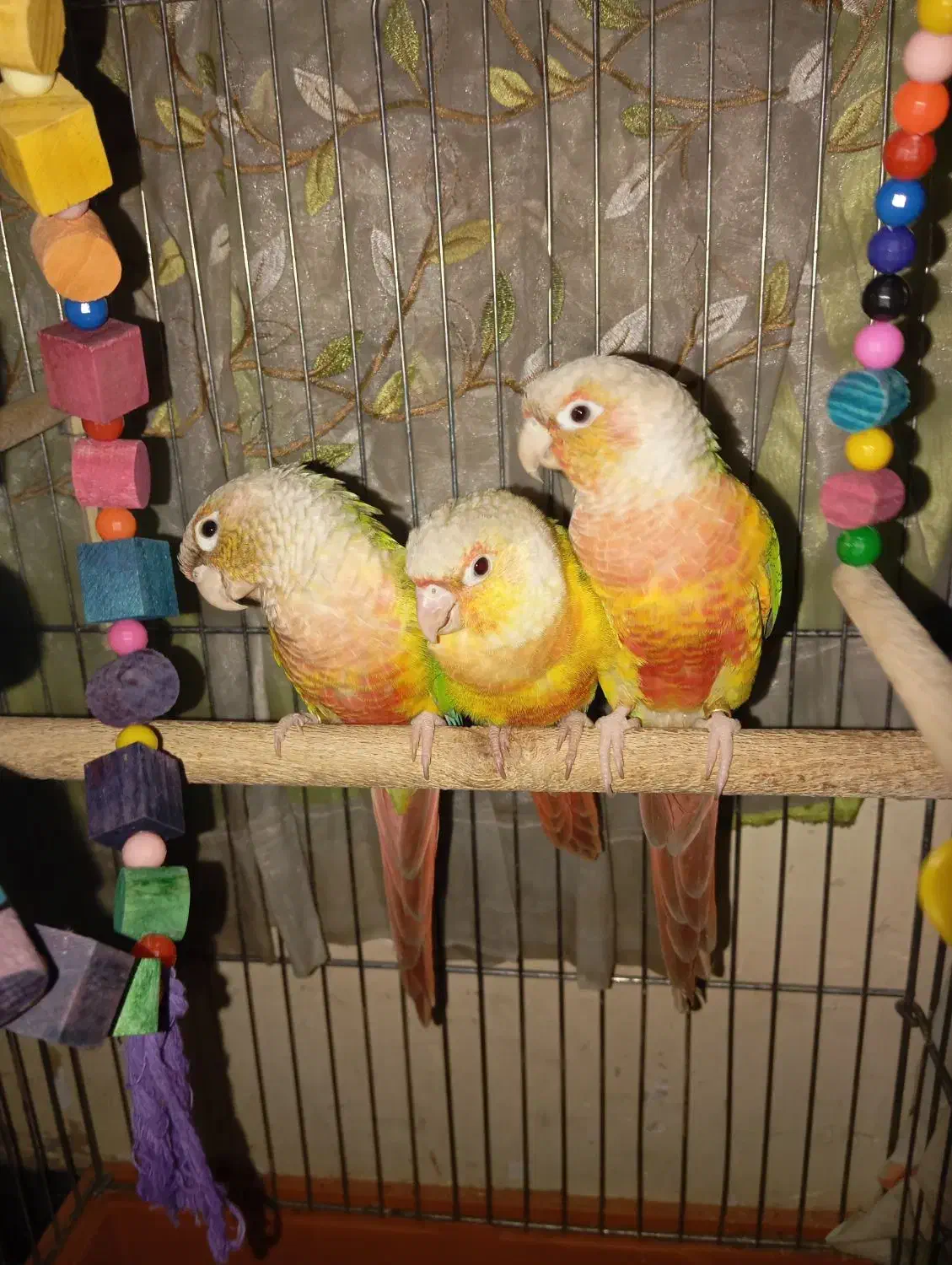 طوطی گرینچیک وعروس هلندی|پرنده|سعدآباد, |دیوار