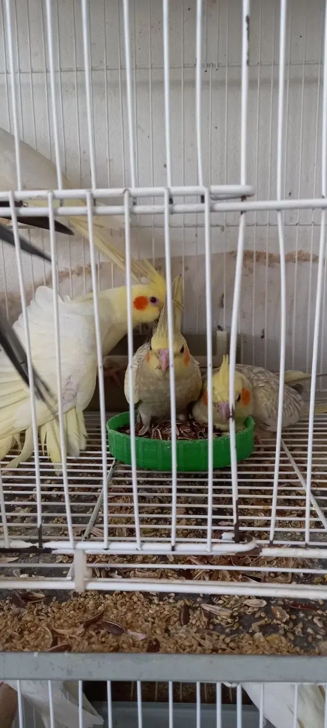 **جفت طوطی عروس هلندی نر سخنگو|پرنده|لنگرود, |دیوار