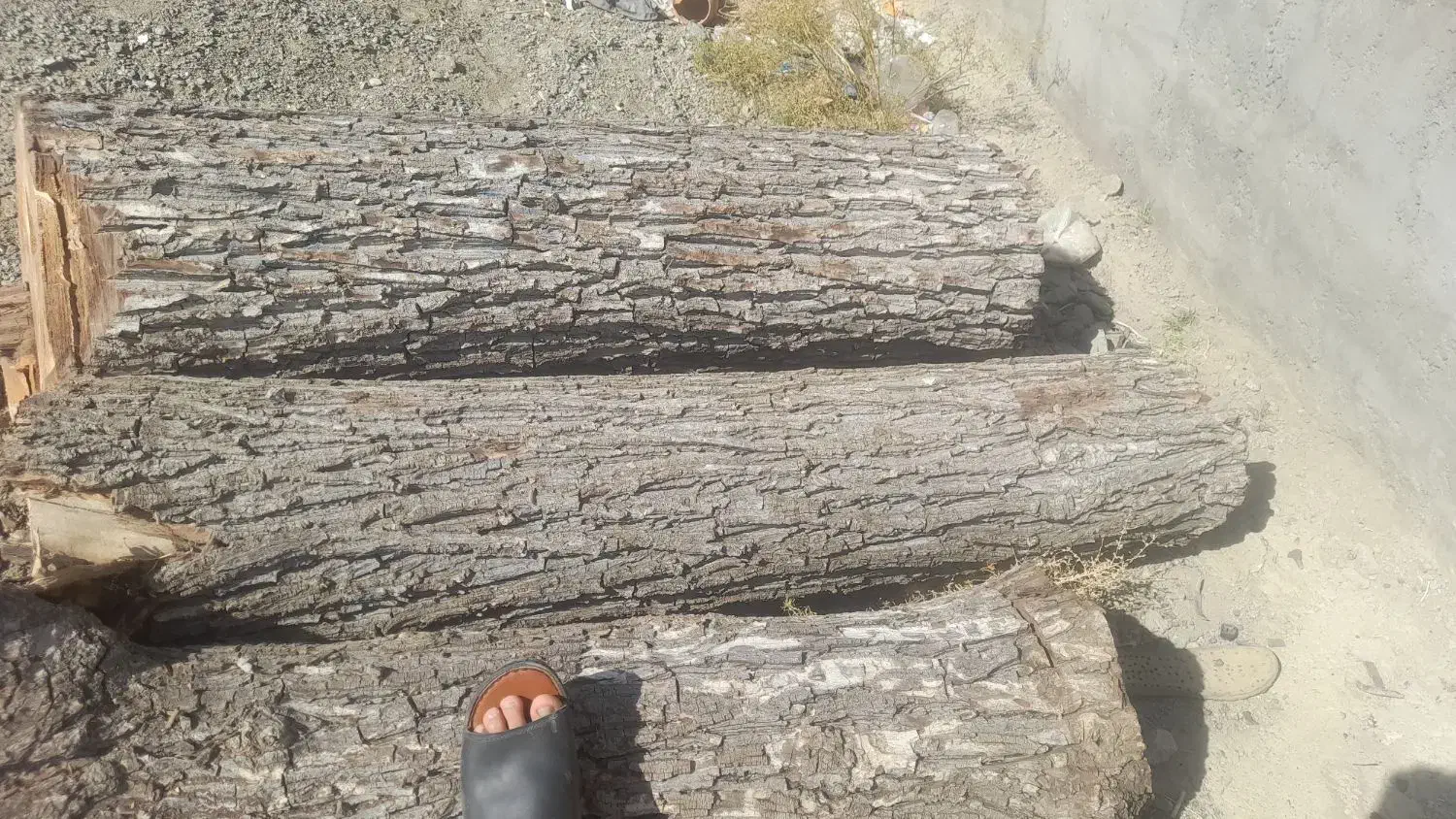 فروش چوب باغی|عمدهفروشی|اسفندقه, |دیوار