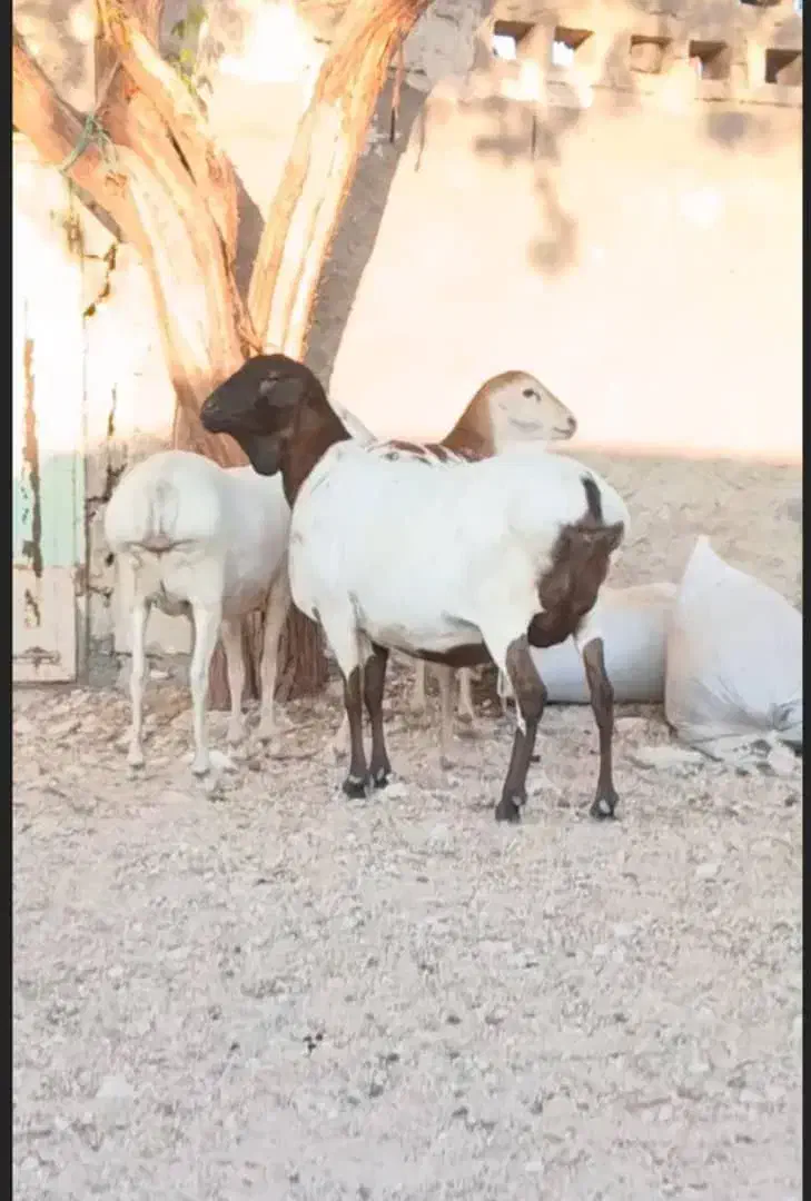 میش سه عدد ابستن دقلوزا|حیوانات مزرعه|بندرعباس, |دیوار