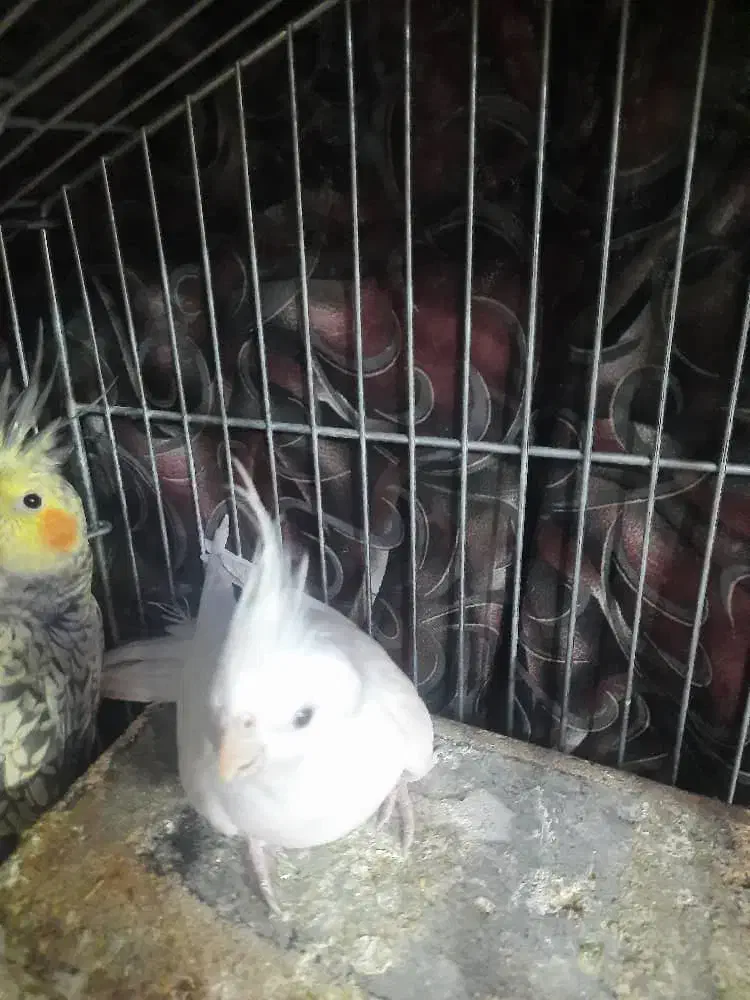 یک جفت عروس هلندی درجه یک|پرنده|برخوار, |دیوار