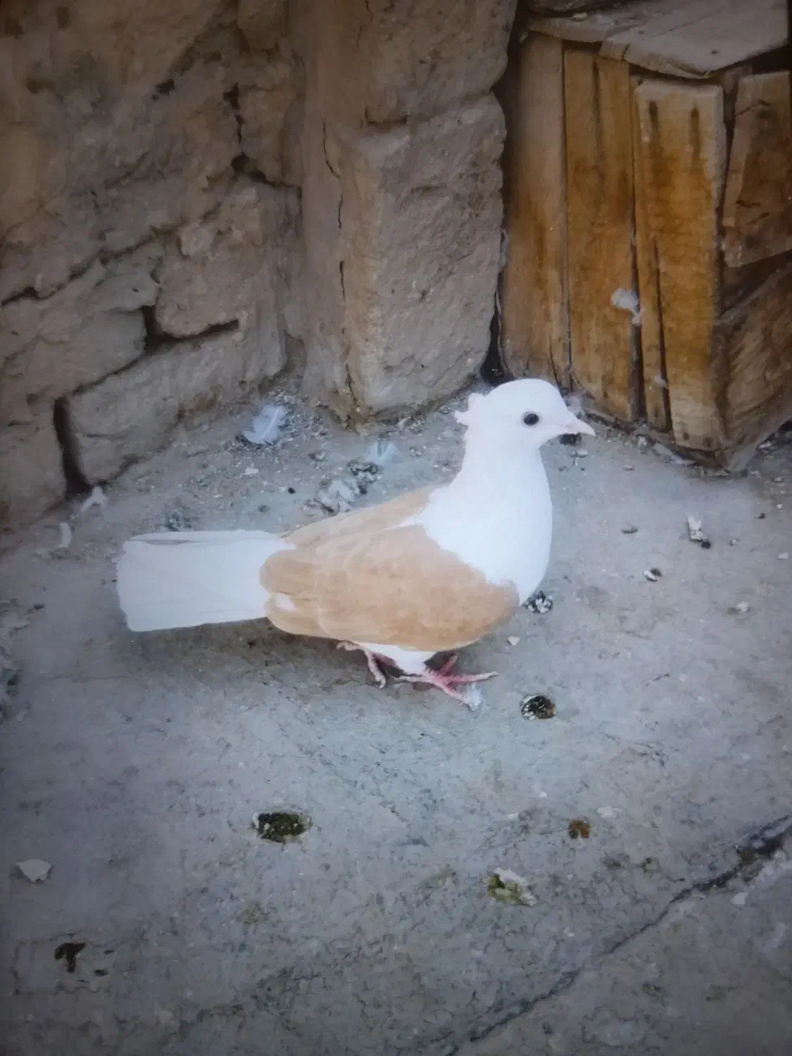 کفتر رنگی دوکتی و دم سفید و پلاس و پرشی....|پرنده|قم, دروازه ری|دیوار