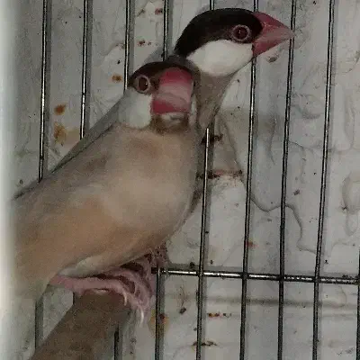 ۱۰ جفت فنچ نرگسی شکلاتی|پرنده|اهواز, معین زاده|دیوار