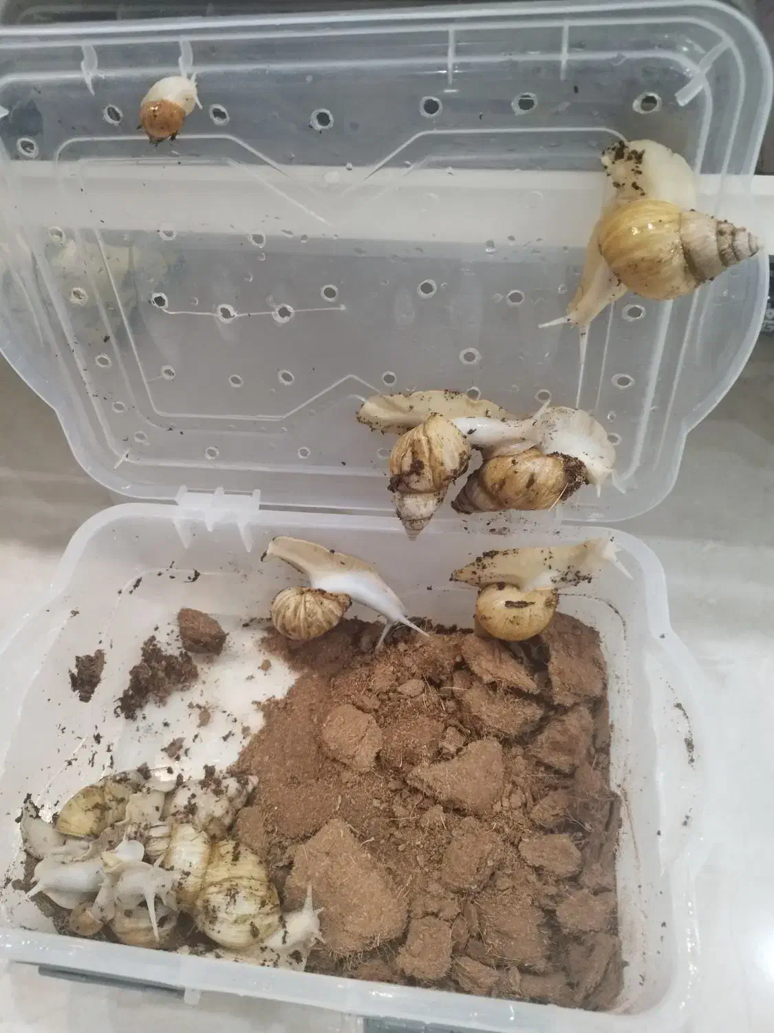 حلزون بالغ آلبینو|خزنده|تهران, وحیدیه|دیوار