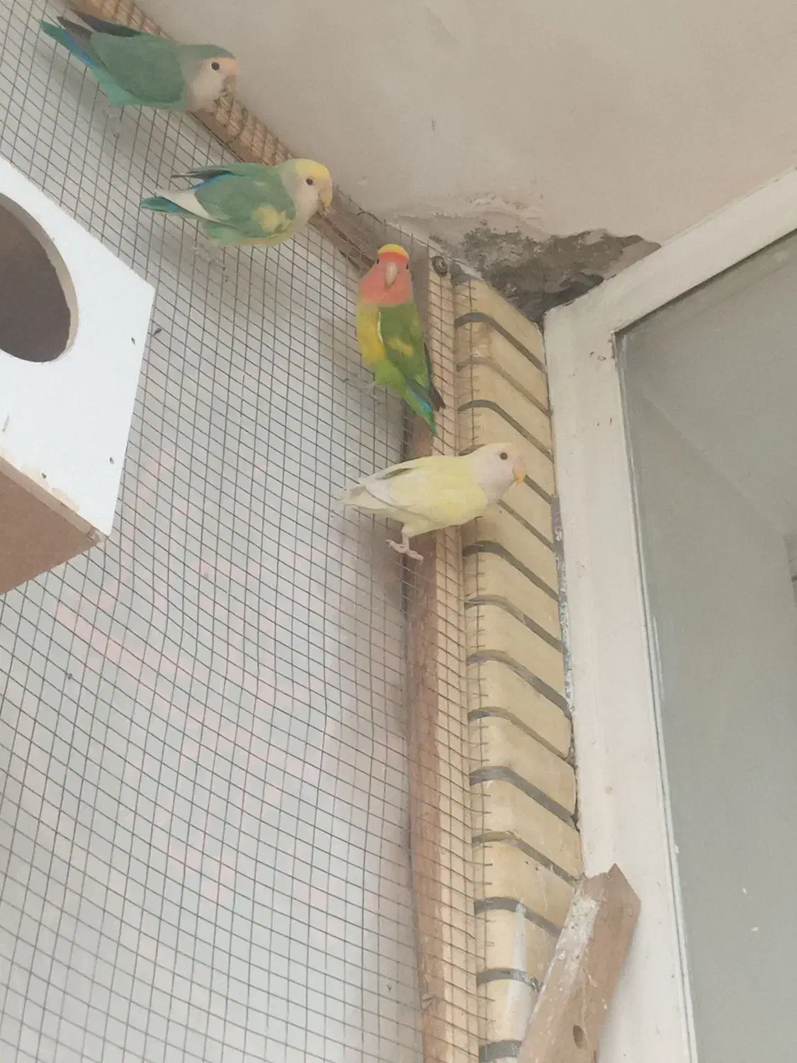 پرنده|پرنده|فلاورجان, |دیوار