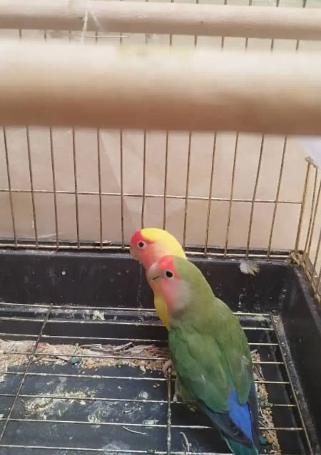 کوتوله برزیلی|پرنده|شیراز, کوشک میدان|دیوار