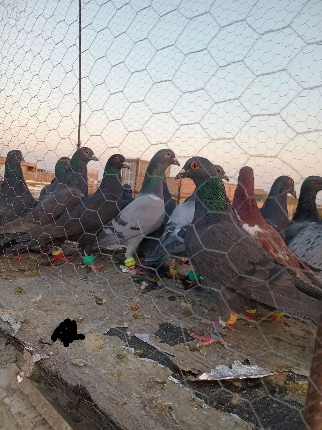 کف زربه|پرنده|سبزوار, عارف|دیوار