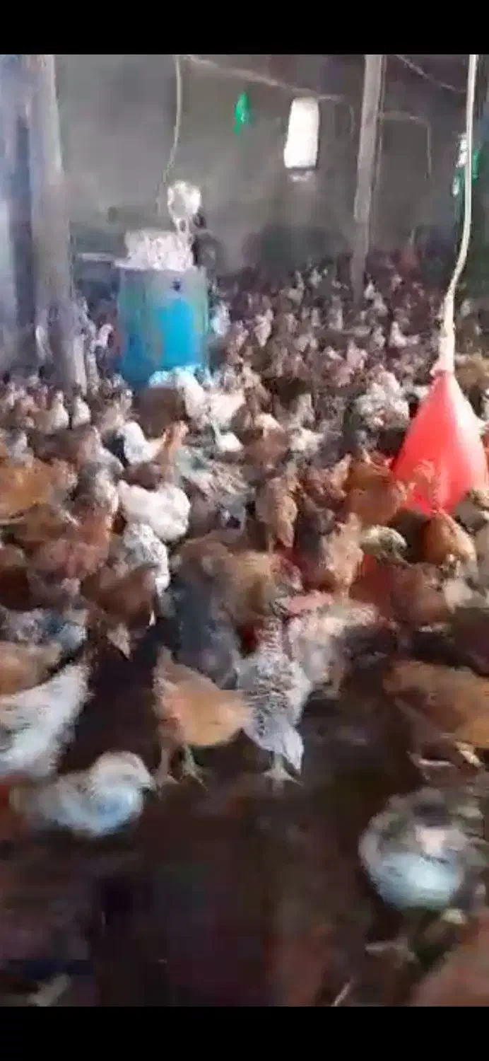 جوجه و مرغ|حیوانات مزرعه|اندیمشک, |دیوار