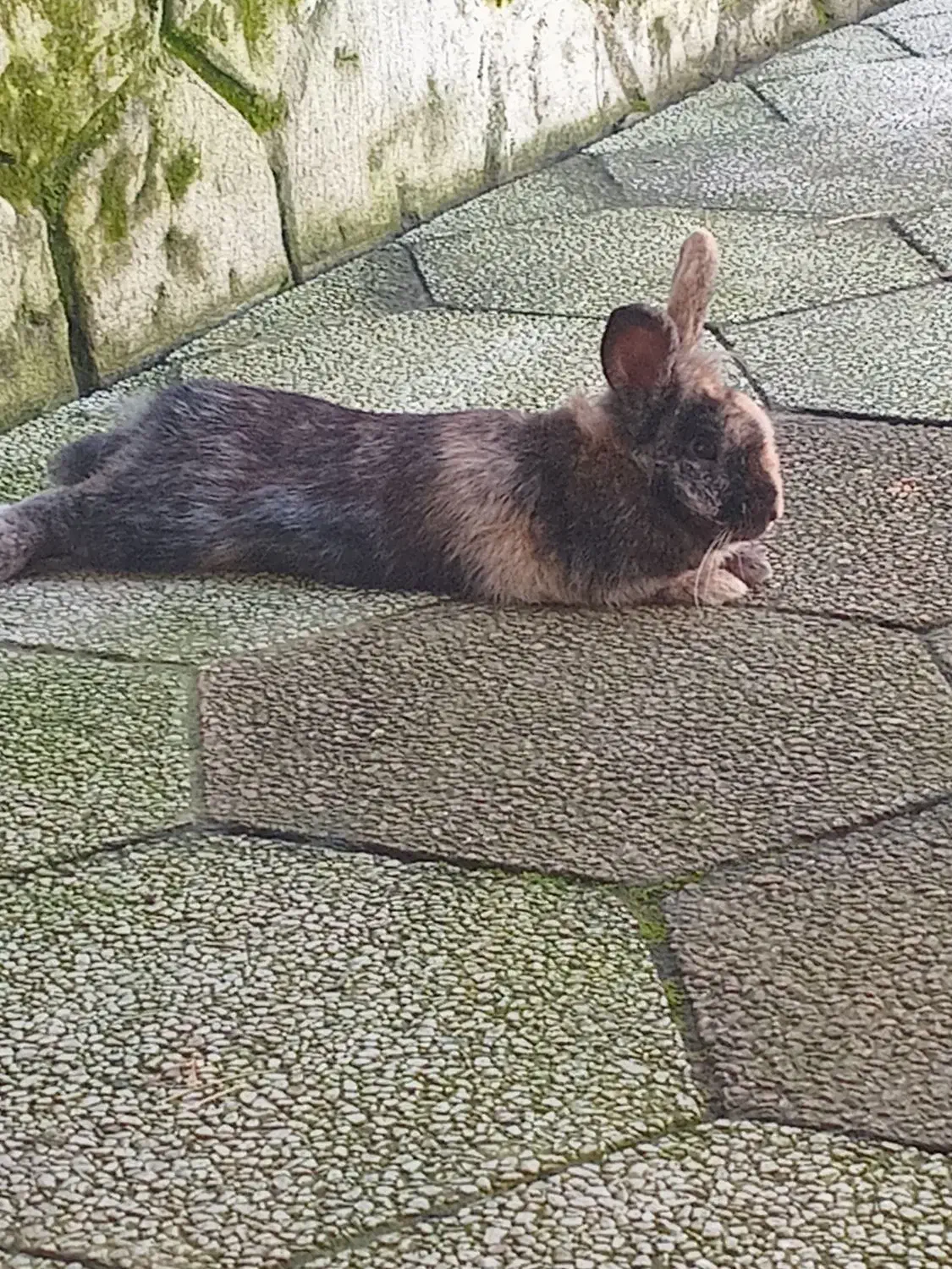 فروش خرگوش نیمه لپی خونگی|موش و خرگوش|بندر انزلی, انصار الحسین|دیوار