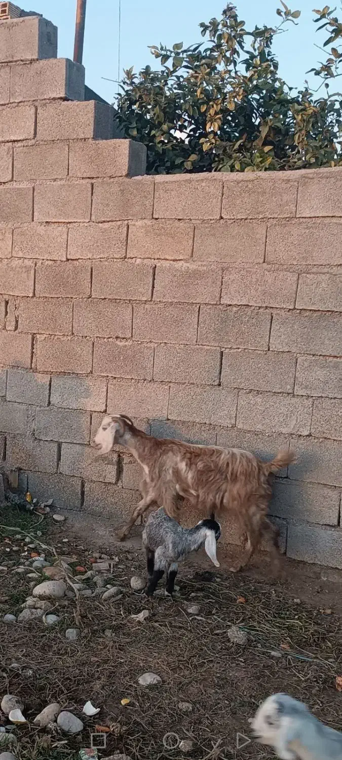 بز و بیگ|حیوانات مزرعه|دزفول, |دیوار