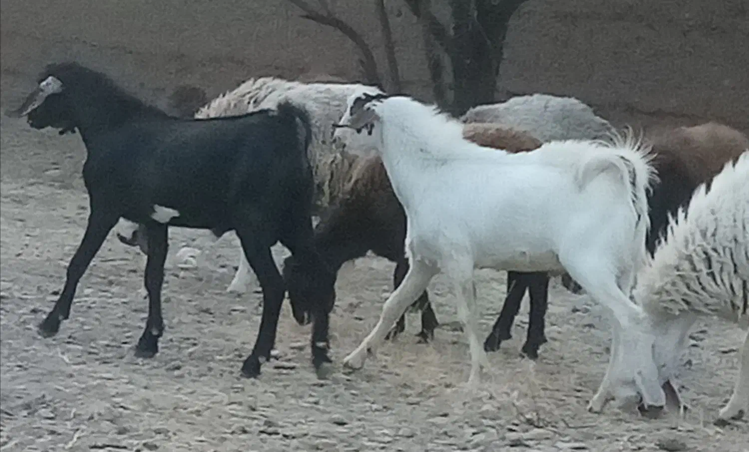 کره نر|حیوانات مزرعه|مهریز, |دیوار