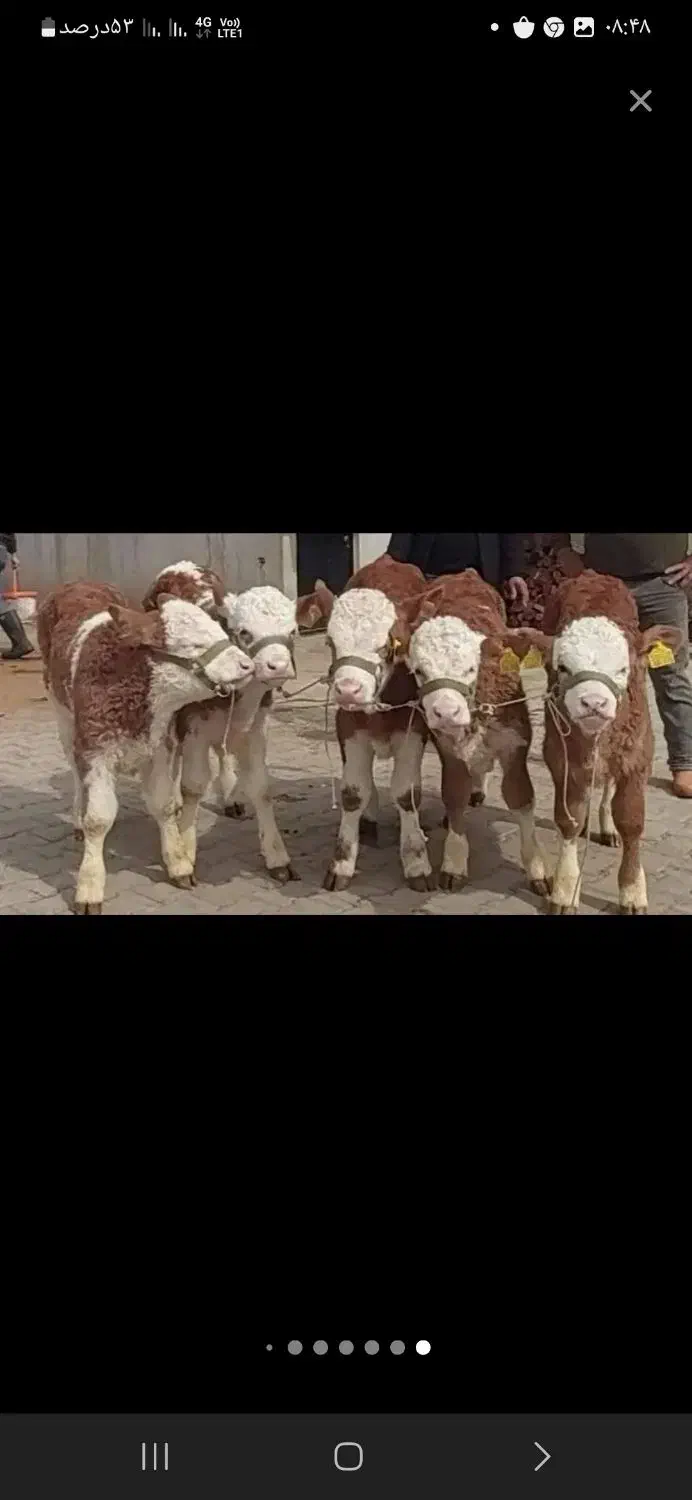 فروش انواع گوساله|حیوانات مزرعه|تهران, ایرانشهر|دیوار