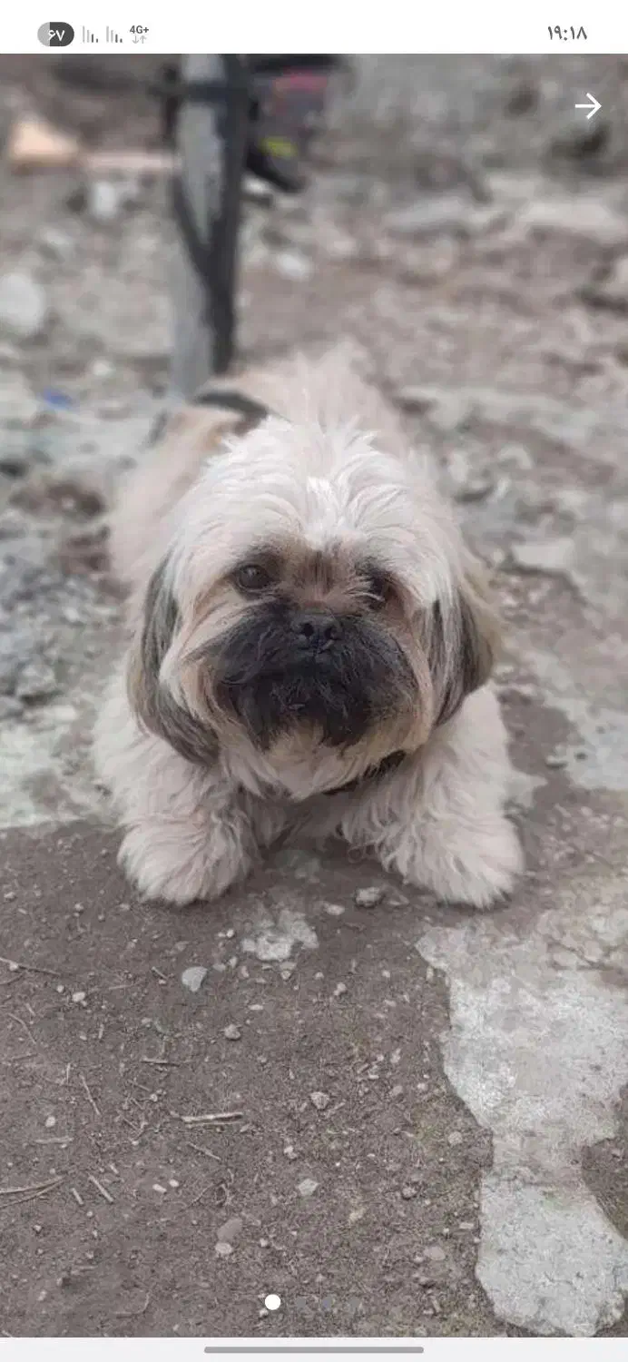 سگ شیتزو نر|سگ|ساری, |دیوار