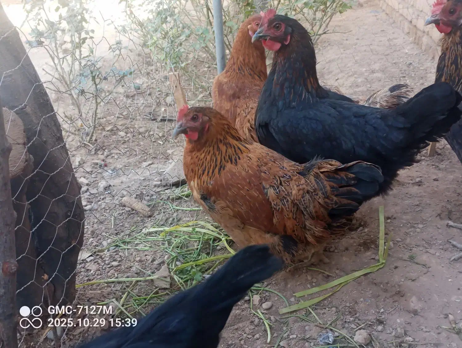 مرغ|حیوانات مزرعه|دشتابی, |دیوار