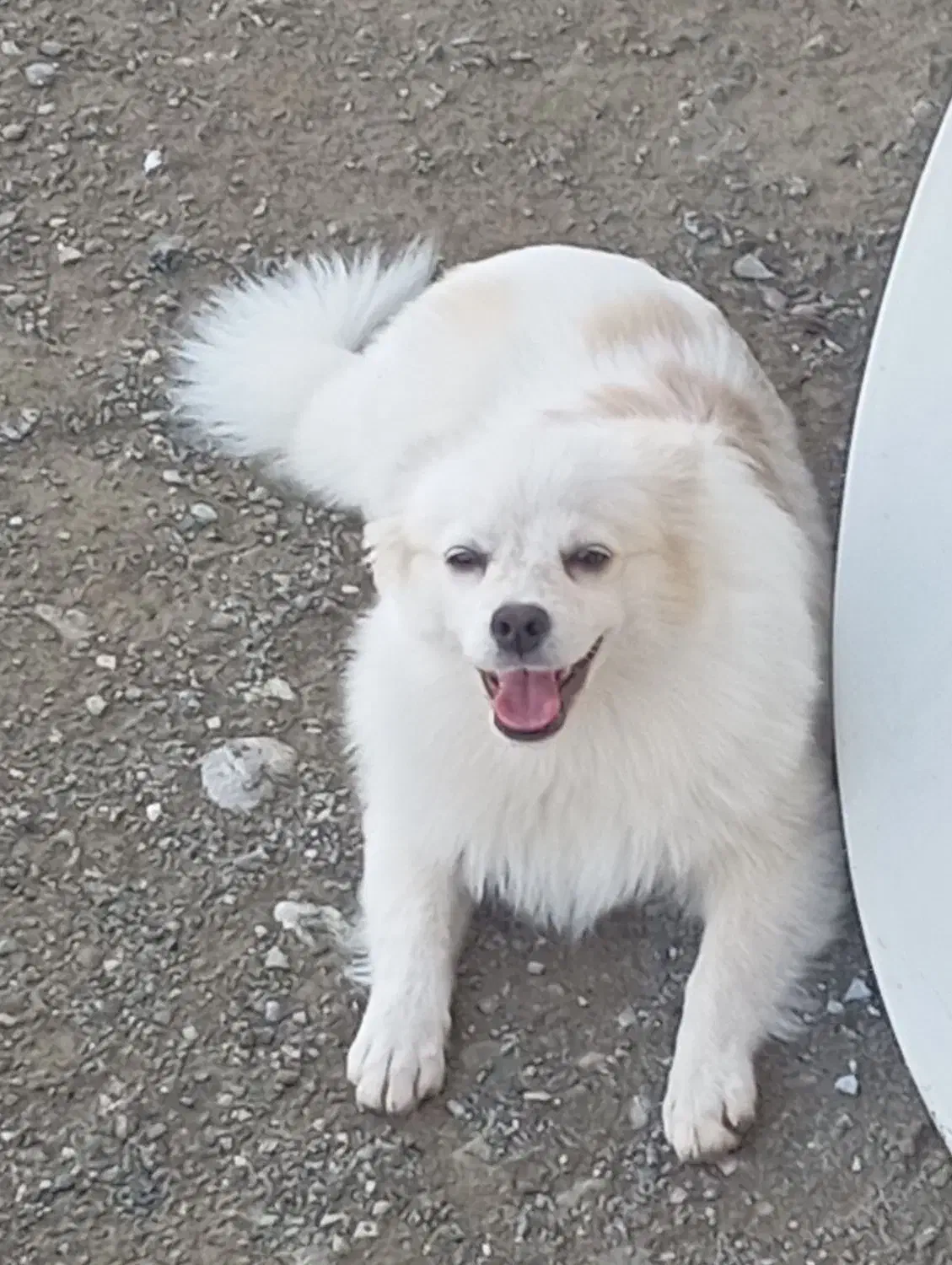 فروش فوری|سگ|رودان, |دیوار