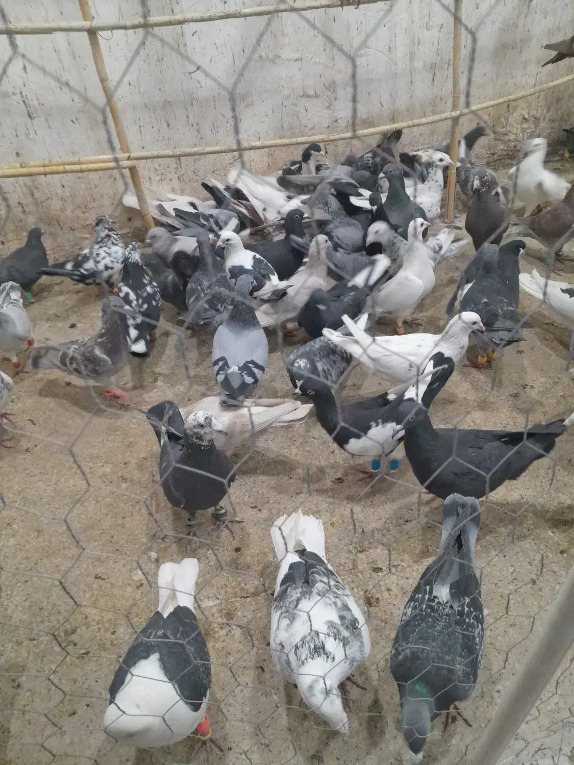 تعداد ۹۵عدد جنگنده پرشی|پرنده|تاکستان, |دیوار